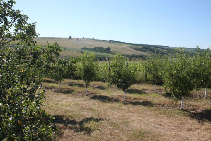 IMG 0213