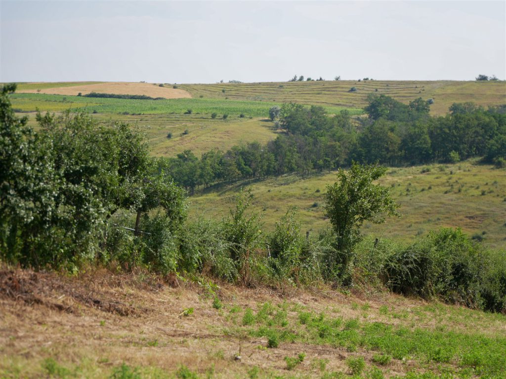 DSC08504